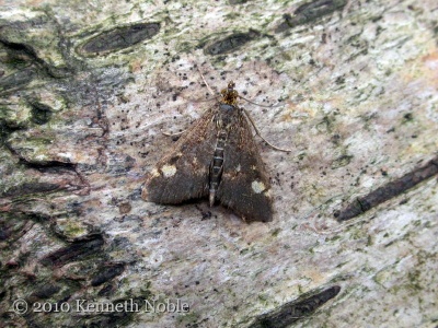 Pyrausta aurata - Kenneth Noble